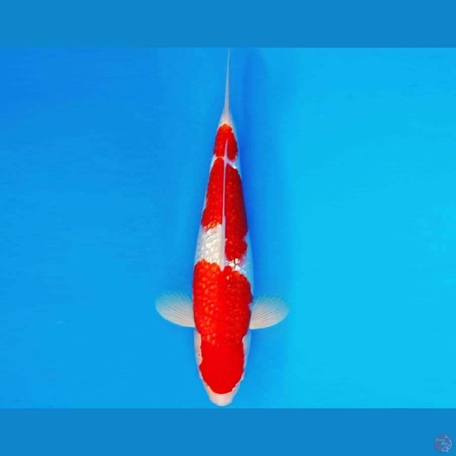 ASAHI LAVA 12 ~ KOHAKU GIN RIN 29 cm/male ™