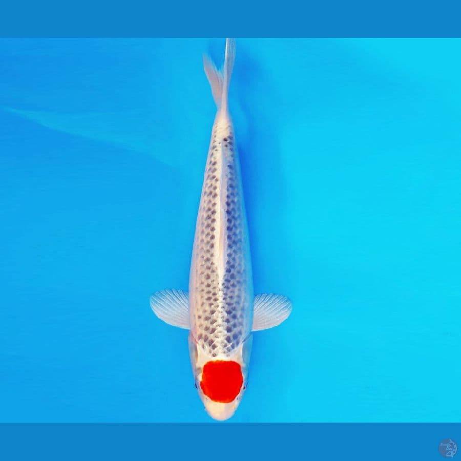 ASAHI LAVA 15 ~ TANCHO KUJAKU 39 cm/male ™