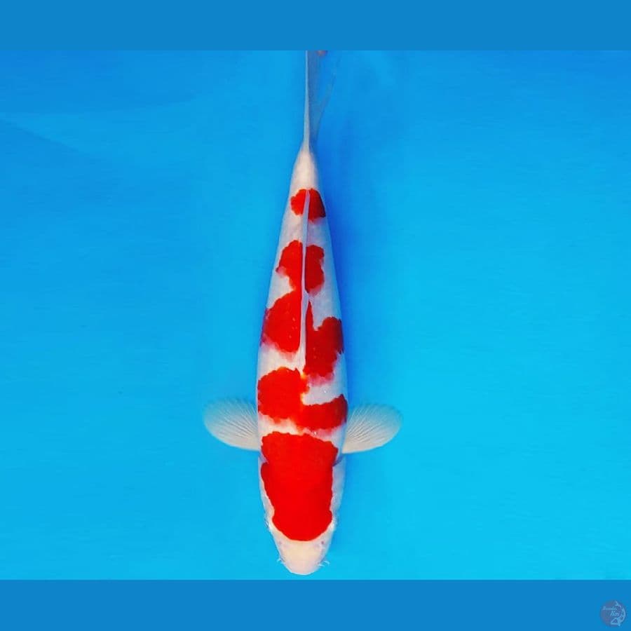 ASAHI LAVA 16 ~ KOHAKU 34 cm/male ™