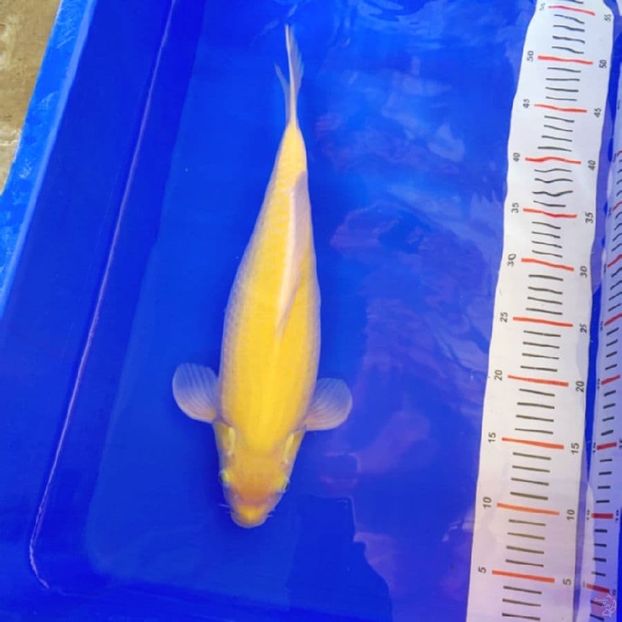 karasi f1 40 cm