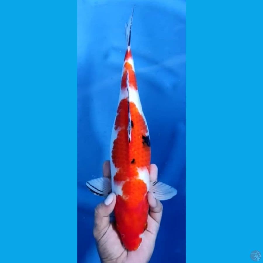 SHOWA #36cm