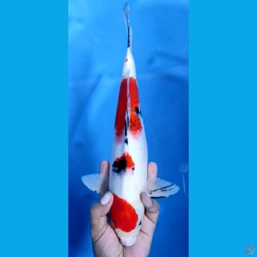 SANKE JANTAN#35cm
