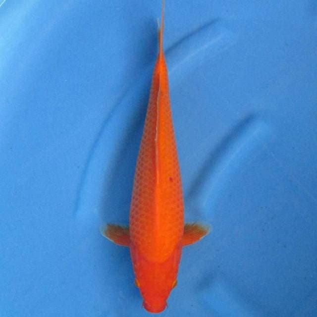 Near Koi - Benigoi 37cm