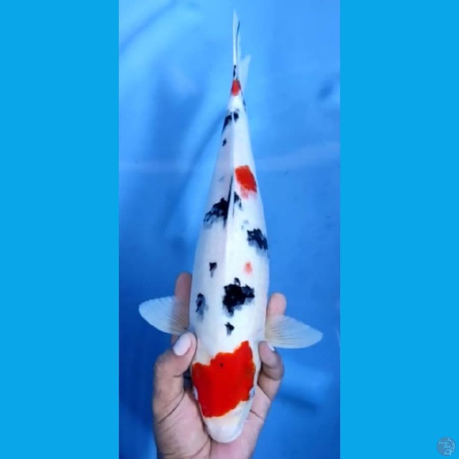 SANKE #36cm