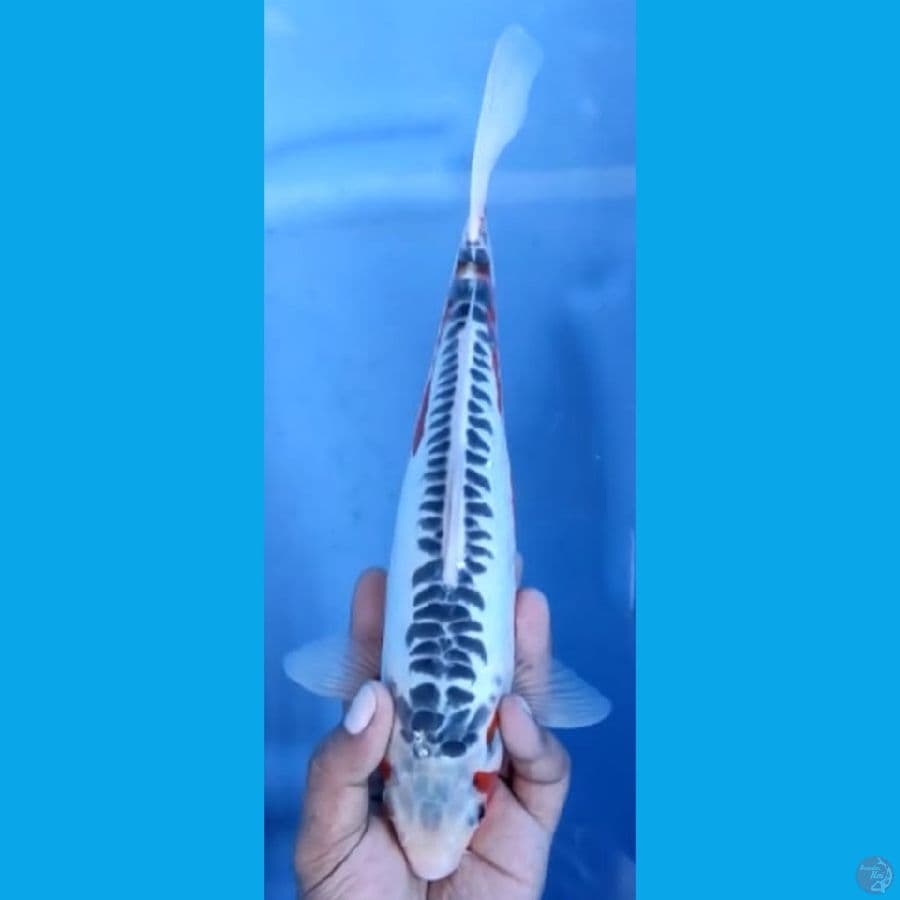 SHUSUI jantan #29cm