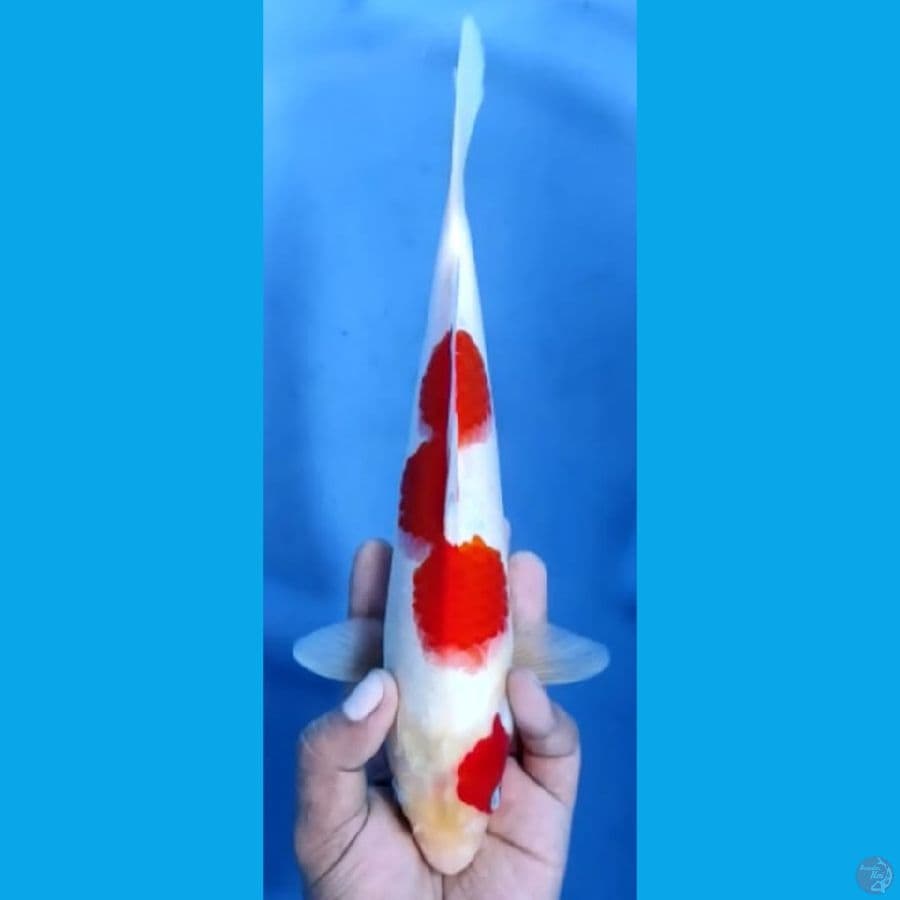 SANKE #27cm