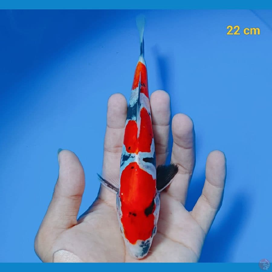 showa doit 22 cm