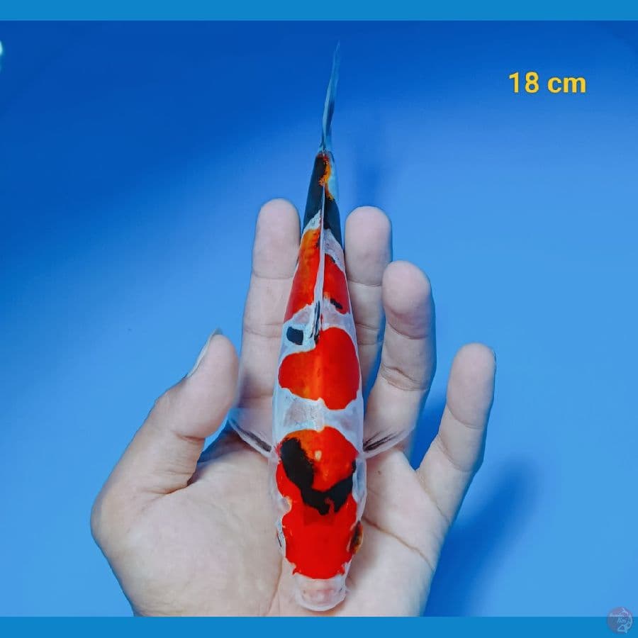 Showa doit 18 cm