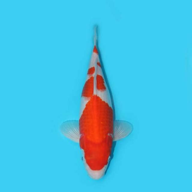 YG_KOHAKU F1 BODY GOOD_33 CM