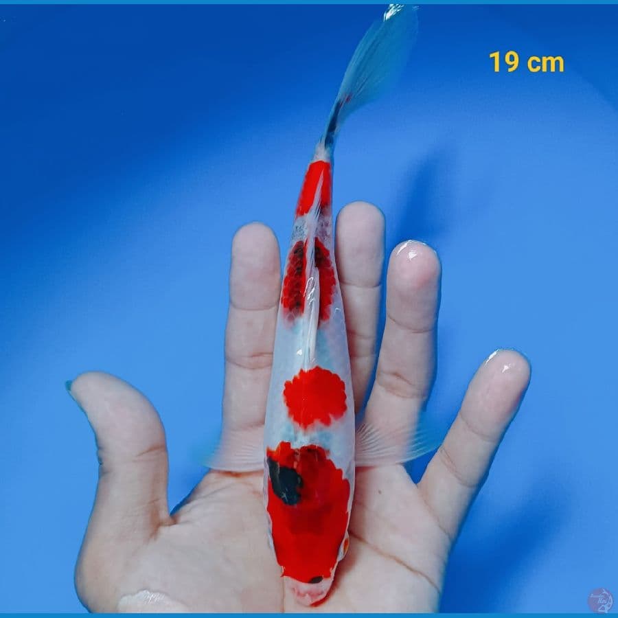 showa 19 cm