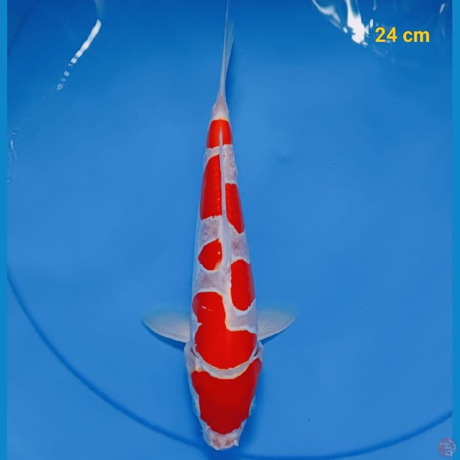 Kohaku doit 24 cm