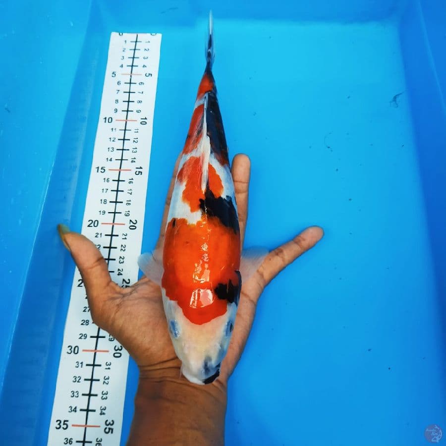 showa 30cm