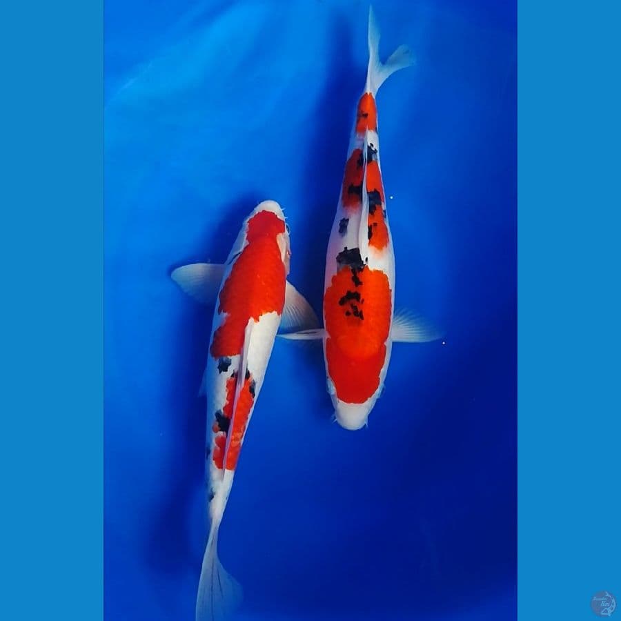 38cm sanke
