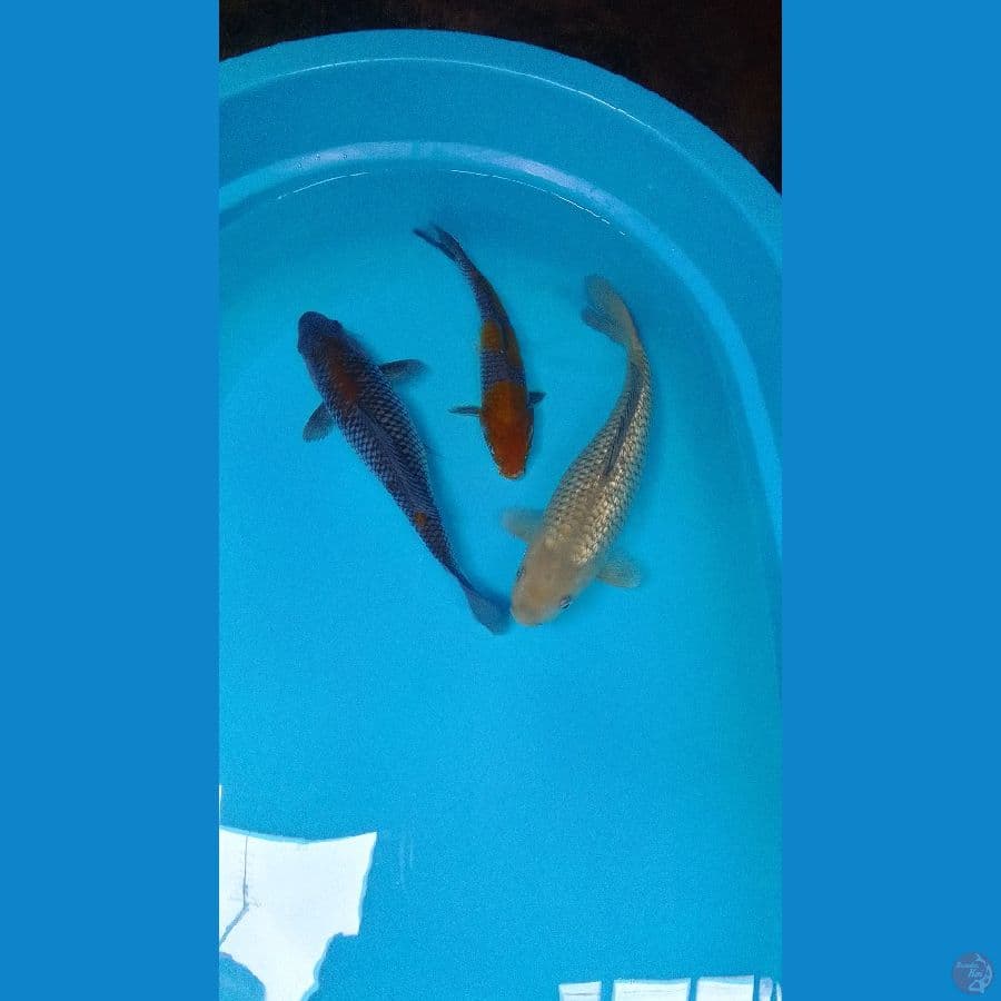 Paket Mix Penjinak Kolam Joss™