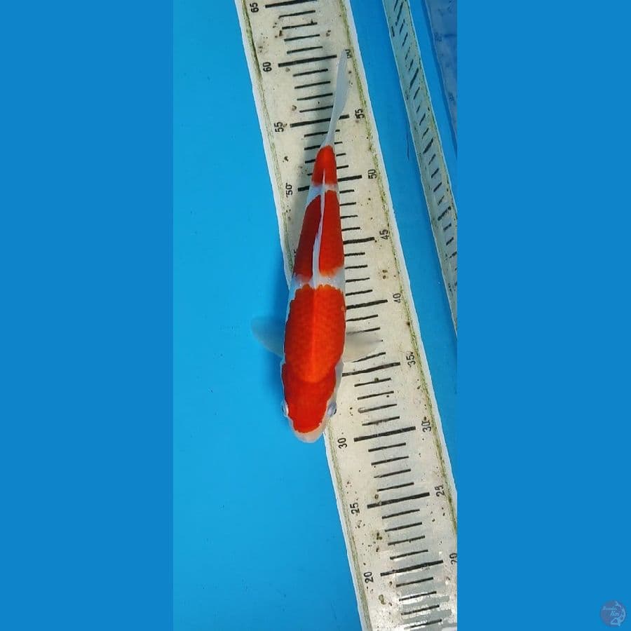 DP 2 _ KOHAKU 27 CM SQ