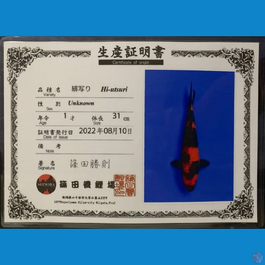 Hiutsuri SHINODA 31cm