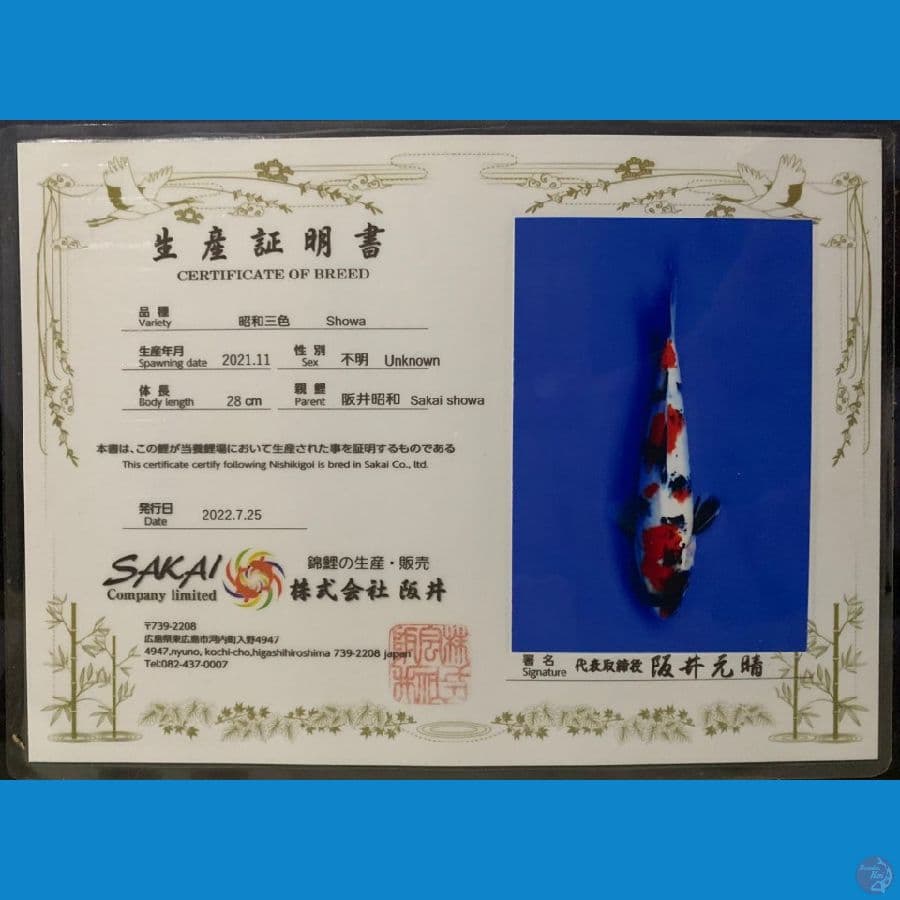 Showa SAKAI 28cm