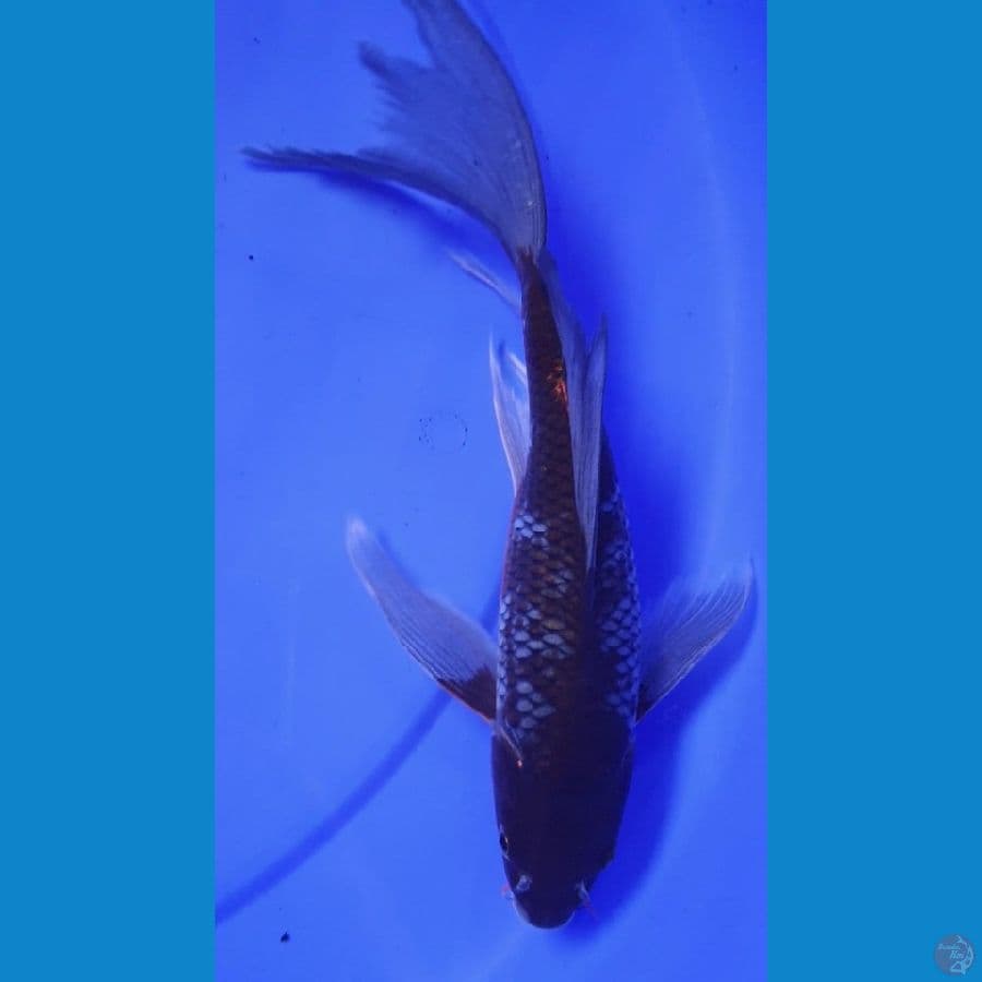 KUMPAY OCIBA 29CM