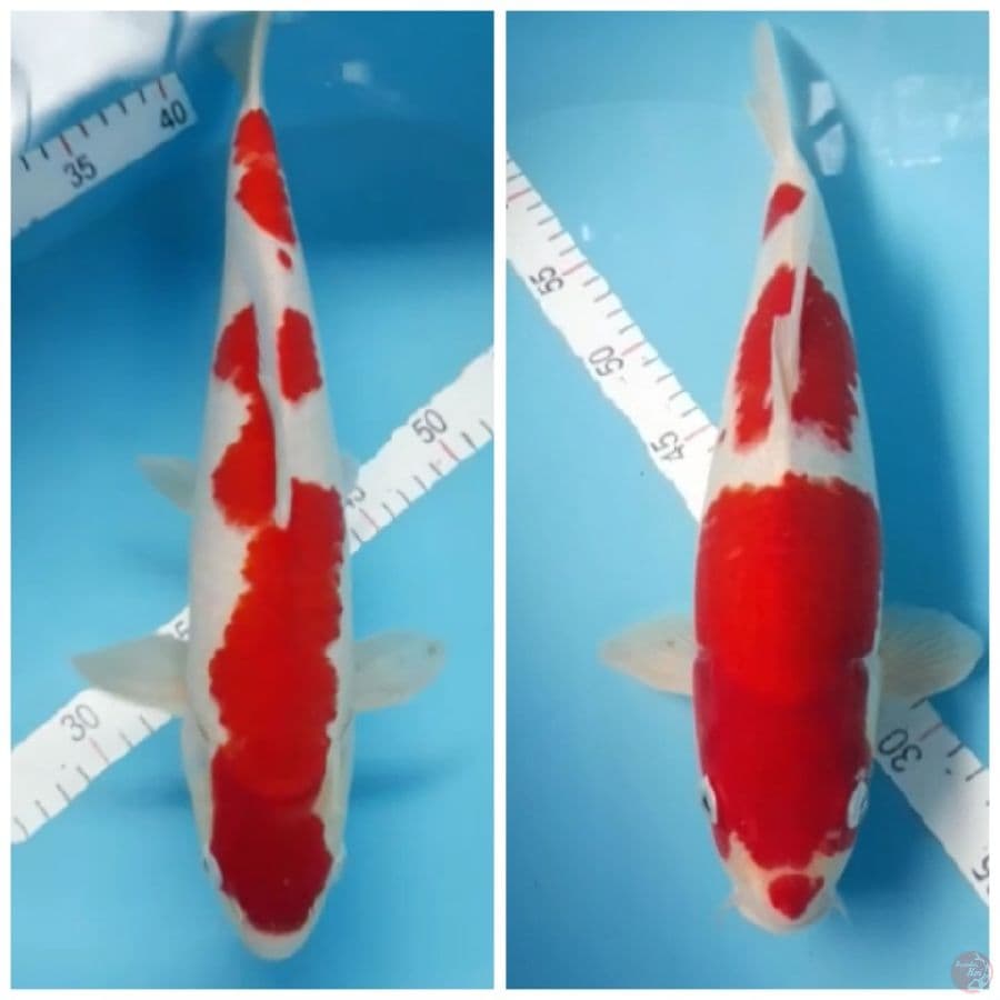 paket 2 ekor 40cm Male
