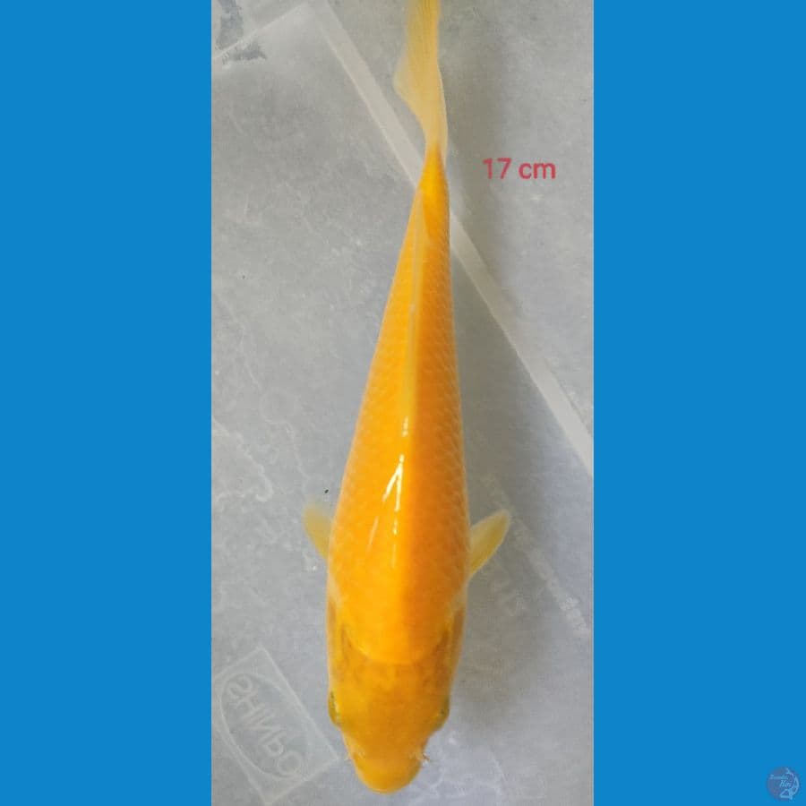 KARASI JAGUNG F1 17 CM