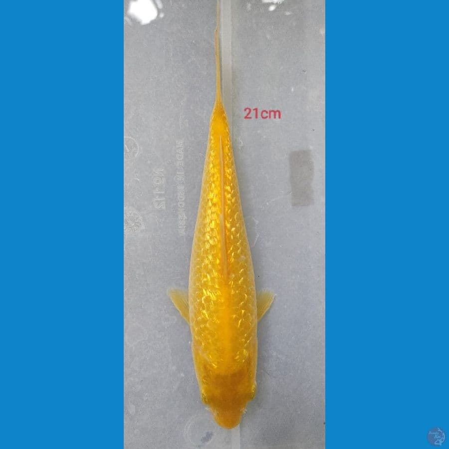 KARASI GINRIN 21 CM