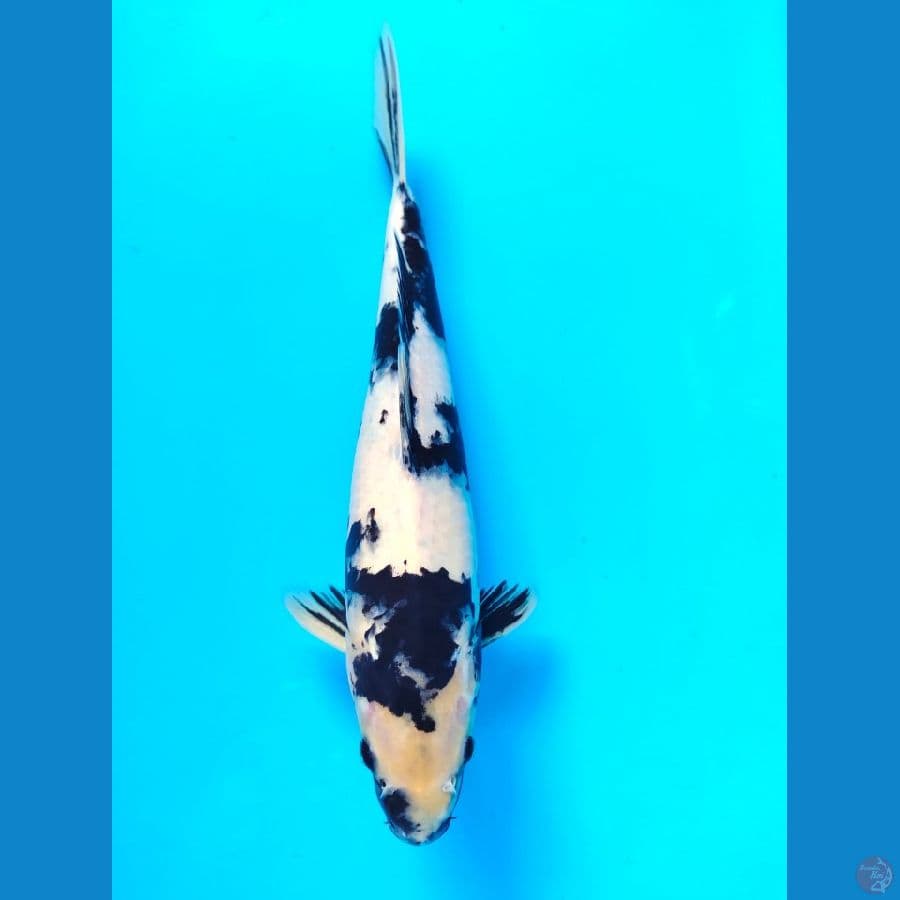 shiro male 32cm