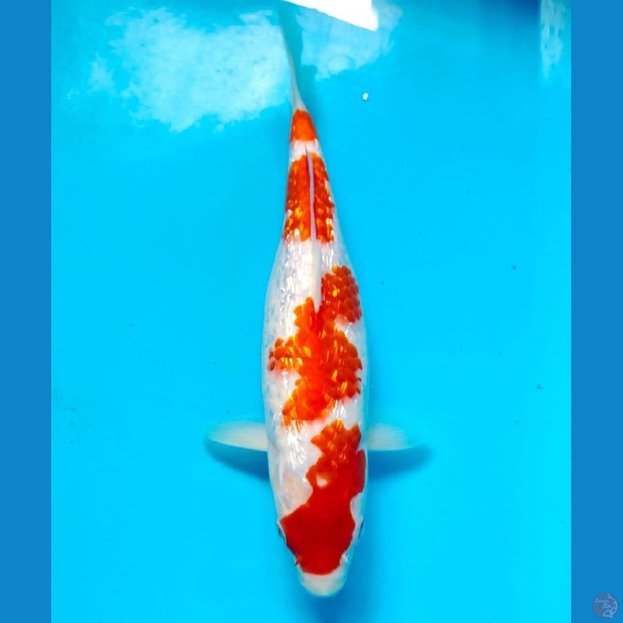 kohaku 27cm