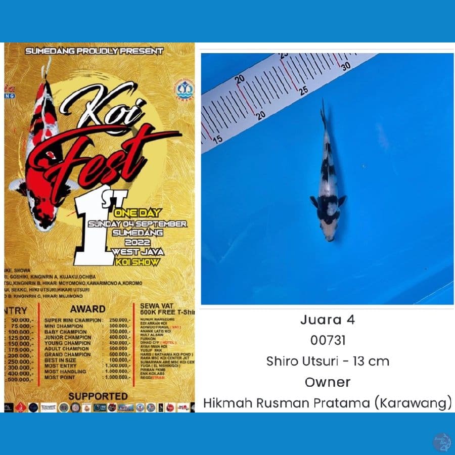 Shiro SQ Juara 4 Sumedang Koi Show