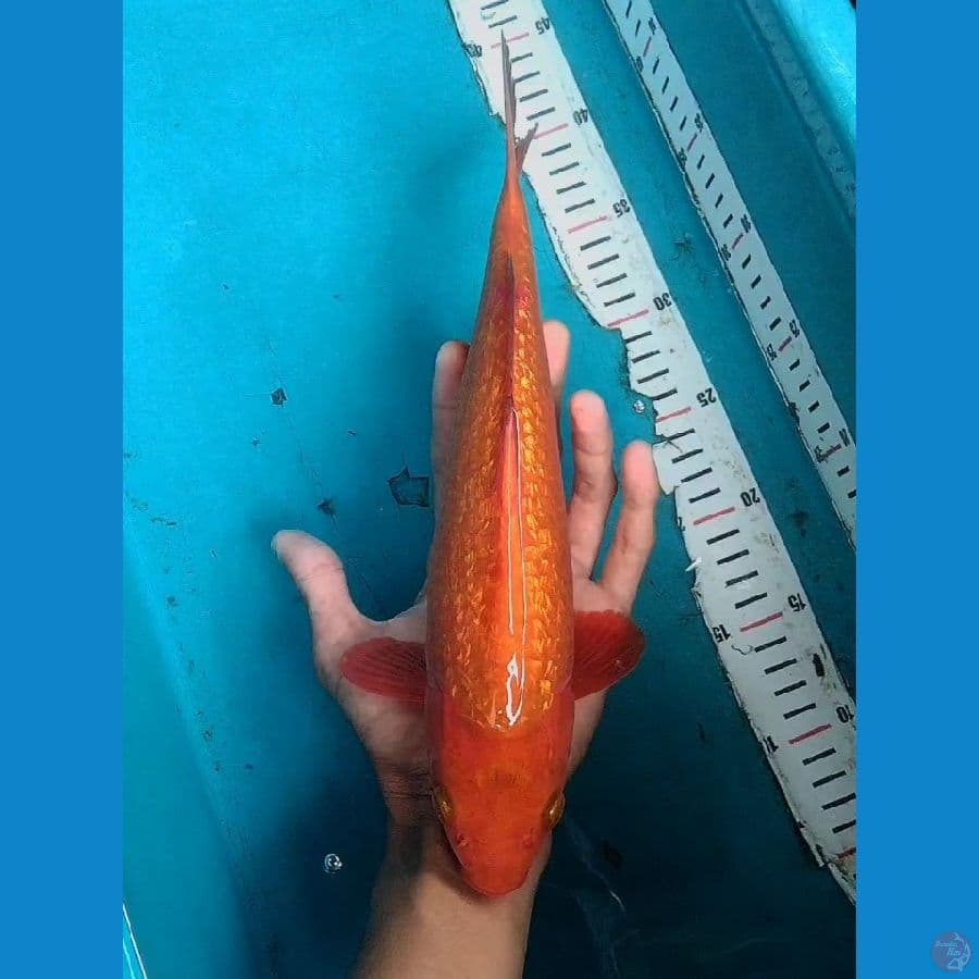 Caramel Ginrin 30cm male