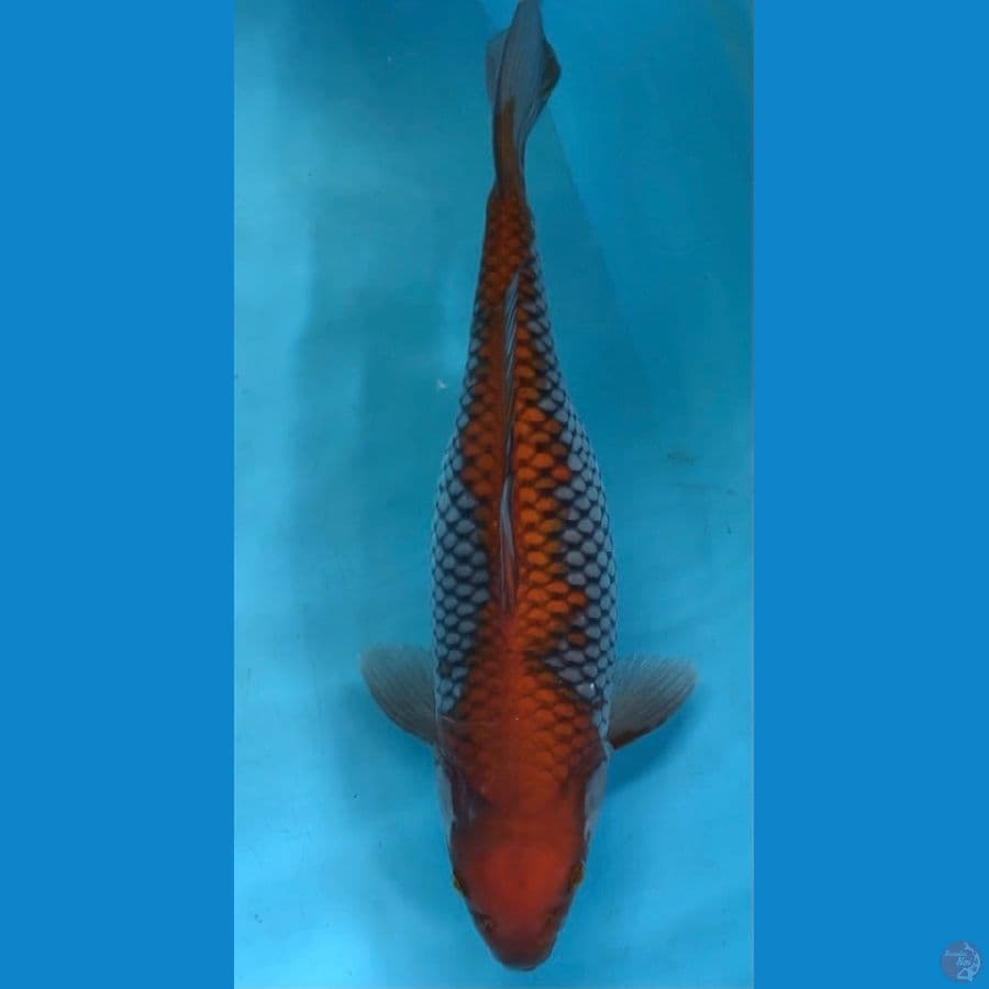 OCHIBA INAZUMA 45CM / FEMALE