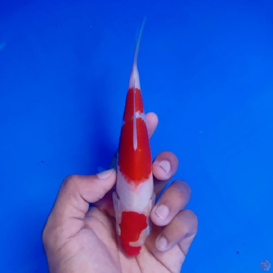 Minion - Kohaku 16cm