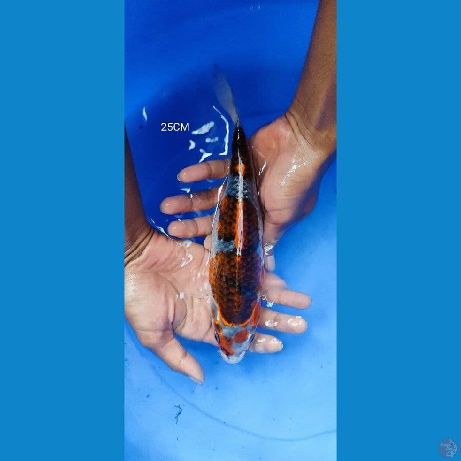 goshiki 25CM