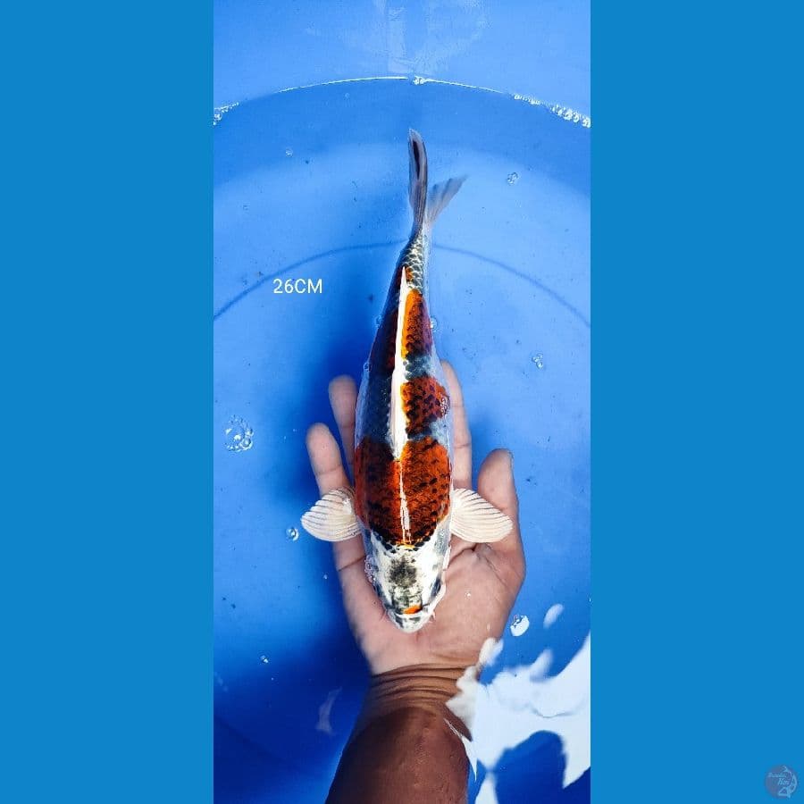 kujaku 26CM