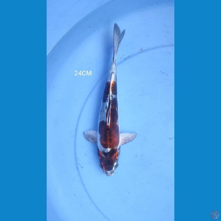 kiko 24CM