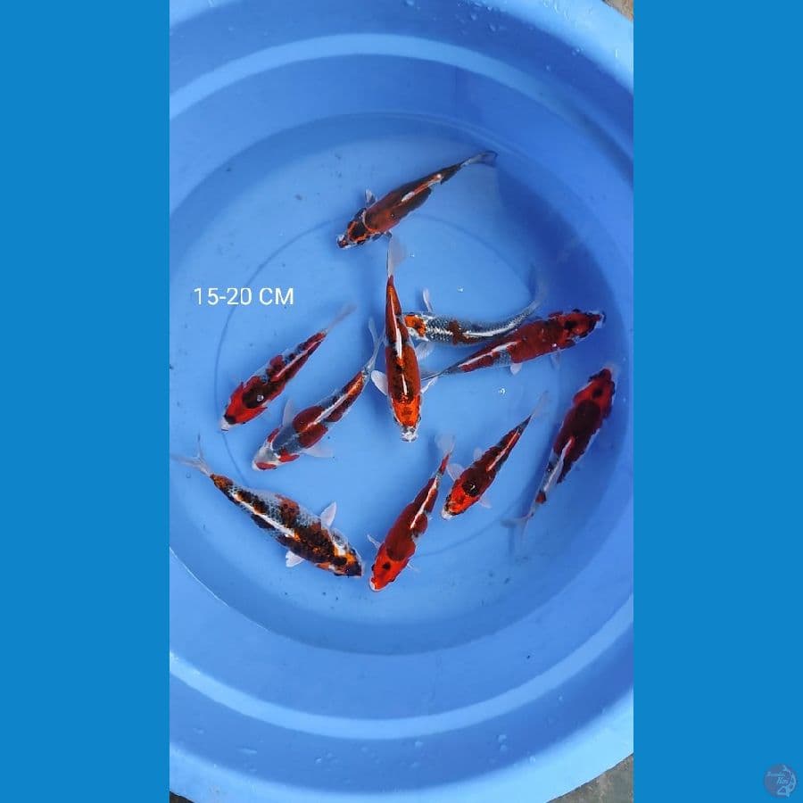 mix 10 ekor 15-20 CM