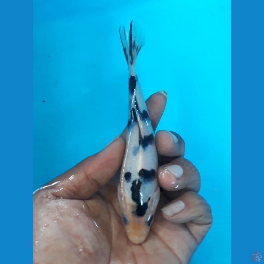 14cm