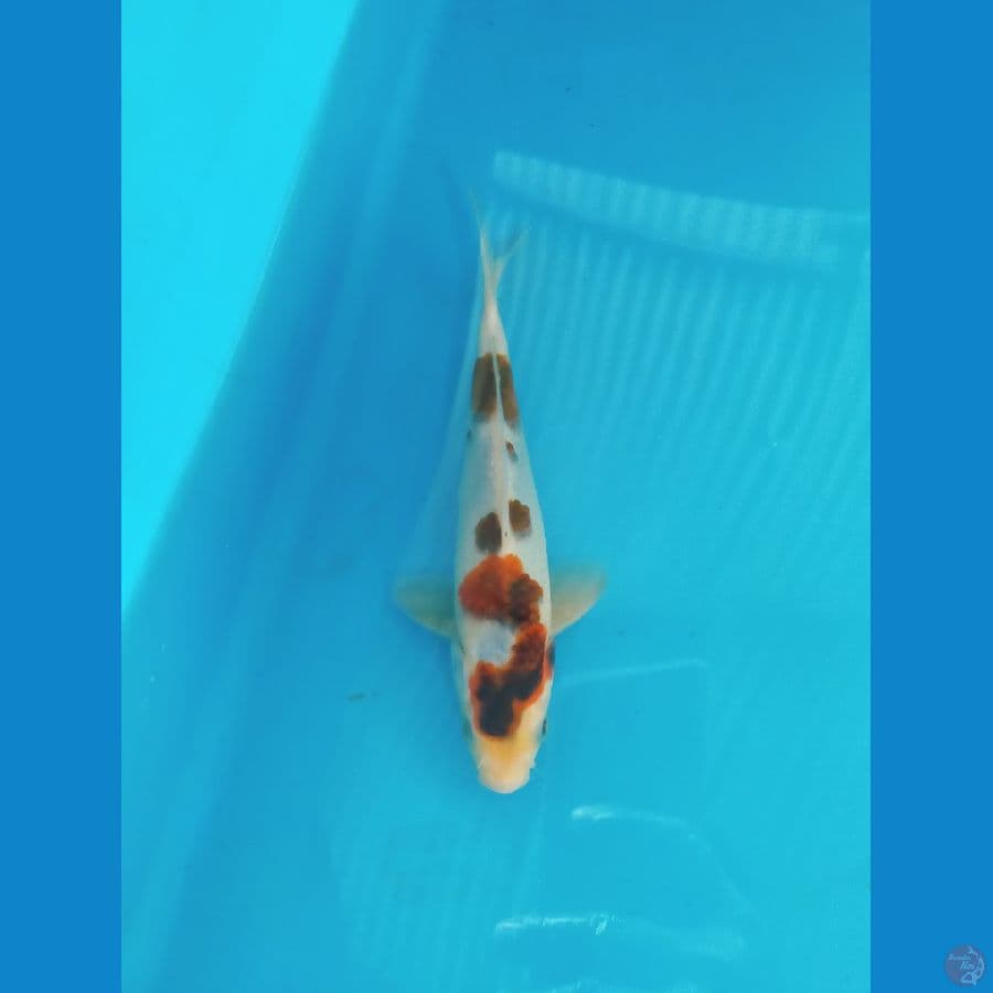 goromo