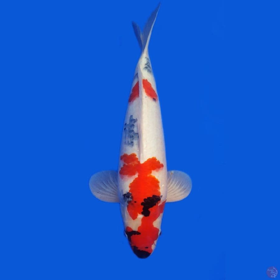 Showa Sanshoku Male 48cm body badak pangkal tebal calon jumbo