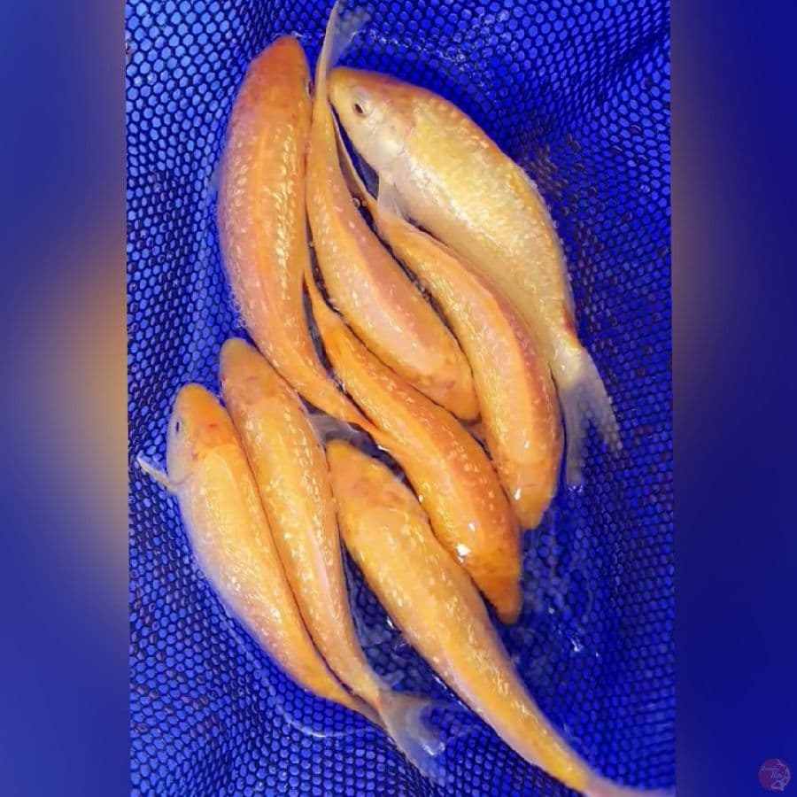 KARASI GINDRIN MM 20CM 8EKOR