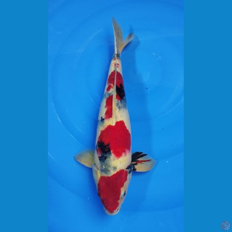 Showa punuk
