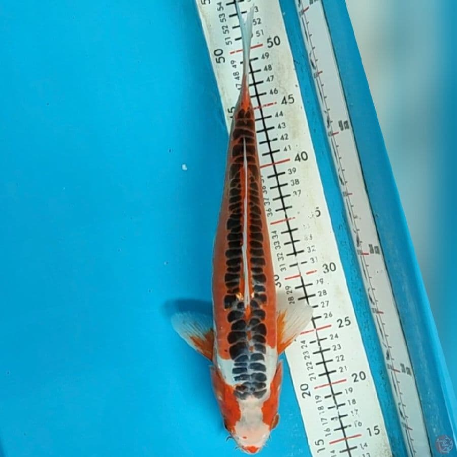 shusui 36cm/mile