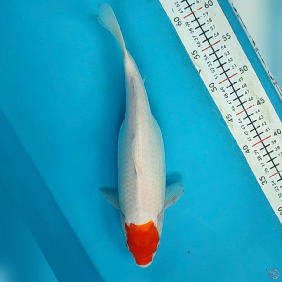 tanco kohaku 36cm/fmle