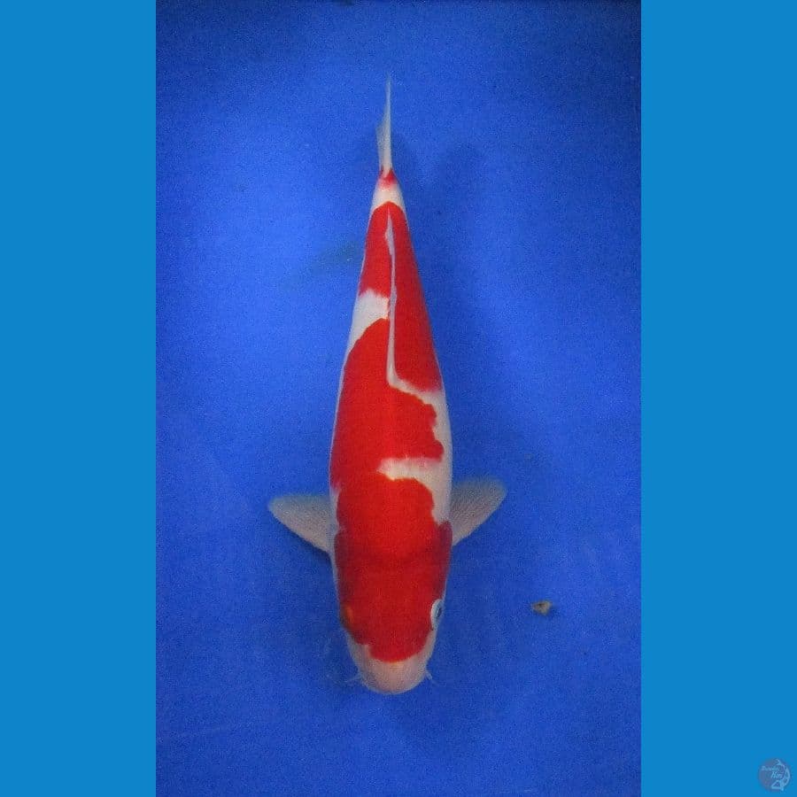 inazuma kohaku ±33cm