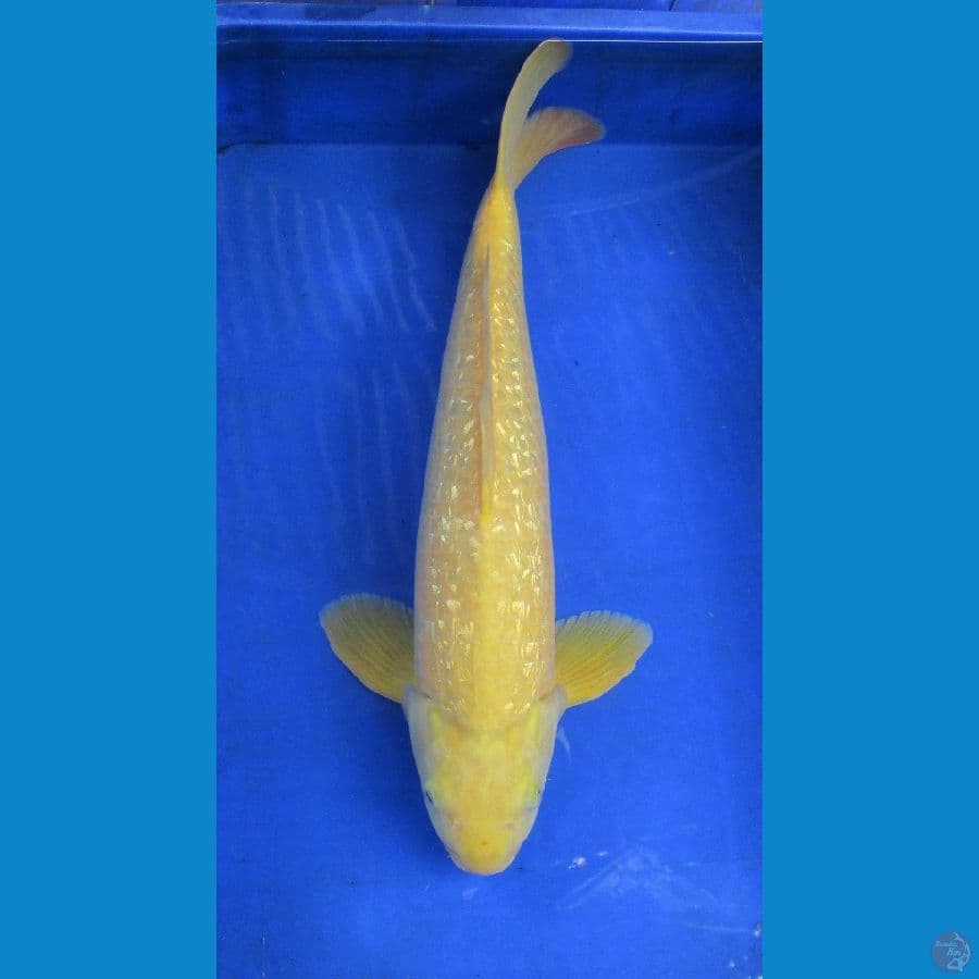 karashi ginrin ±53cm jantan