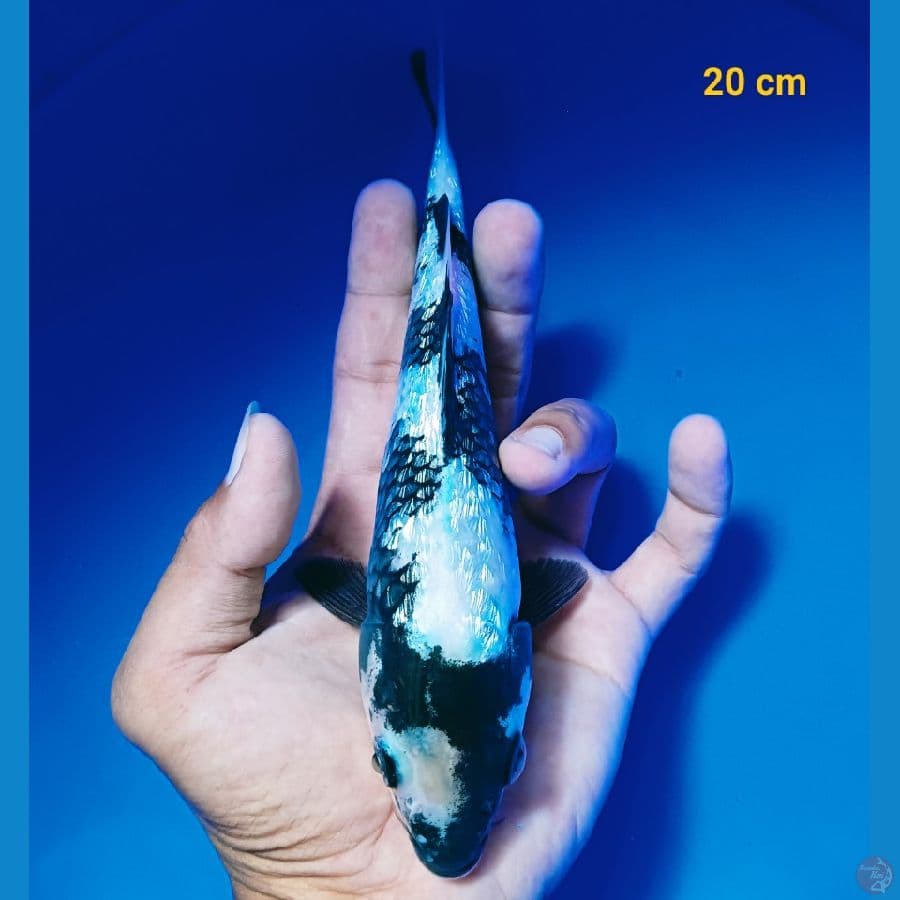 shiro ginrin 20 cm