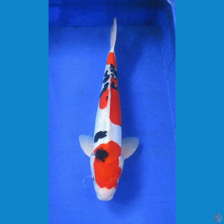 doitsu sanke ±40cm