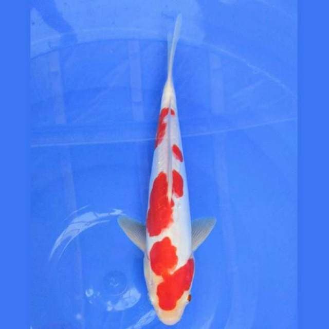 Near Koi - Kohaku 27cm