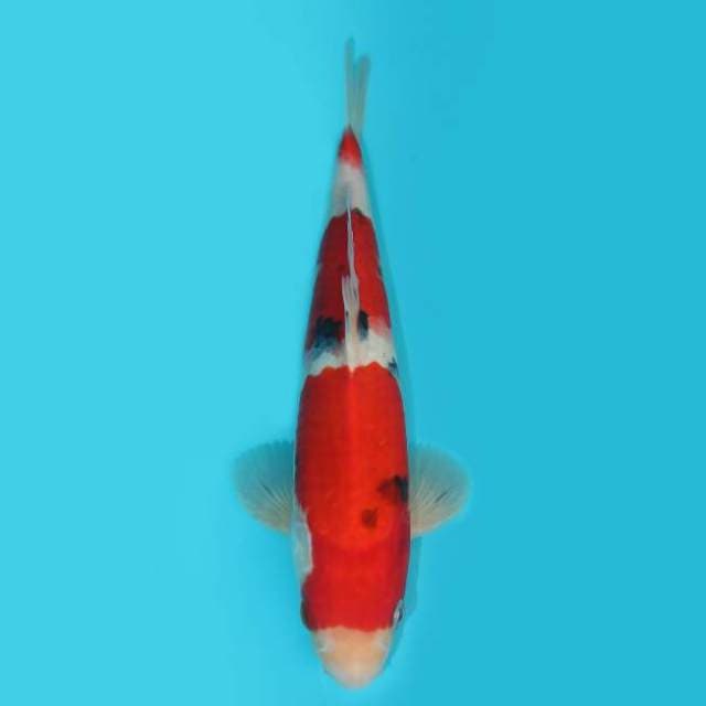 29 CM - BLOODY RED