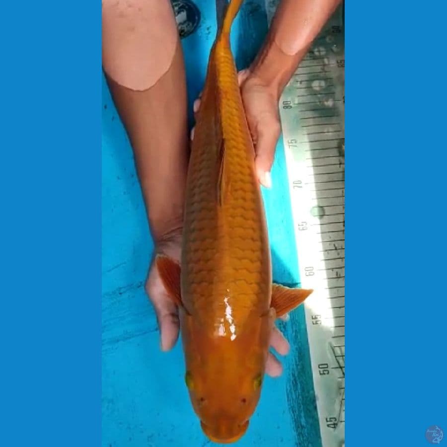 male 49 cm