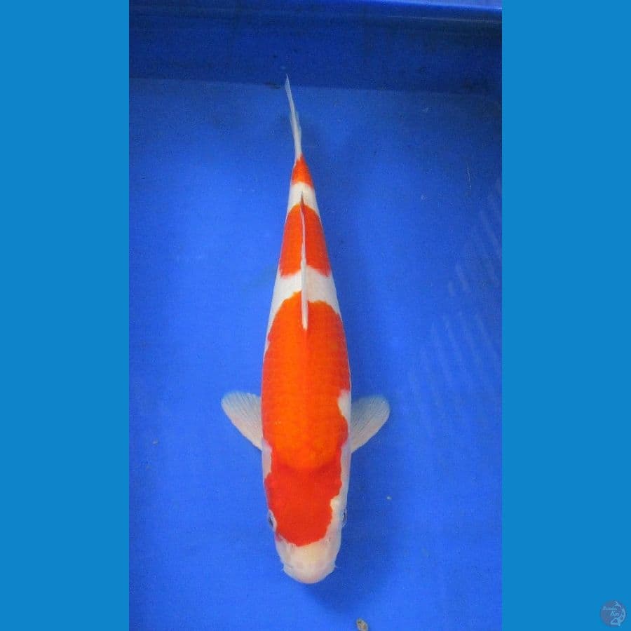 kohaku ±40cm